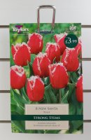 Taylors New Santa Tulips - 8 Bulbs