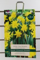 Taylors Rip Van Winkle Daffodils - 10 Bulbs