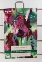 Taylors Black Parrot Tulips - 7 Bulbs