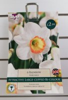 Taylors Rainbow Narcissus (Daffodils) - 6 Bulbs