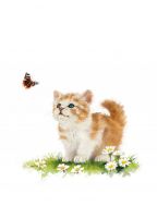Greetings Card - Kitten & Butterfly - Country Cards 