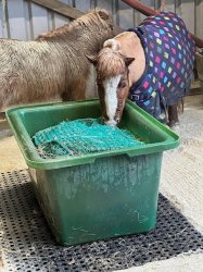 Slow Feed Standard Hay Bale