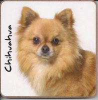 Chihuahua Dog or Puppy Coaster - Dog Lovers - 4 Designs 