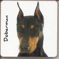 Doberman Dog Coaster - Dog Lovers