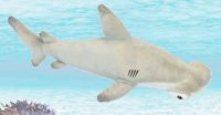 Soft Toy Hammerhead Shark by Hansa (60cm) 5058