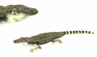 Soft Toy Philippine Crocodile by Hansa (63cm.L) 6707