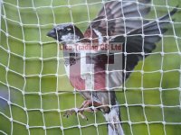 Sparrow Netting White-