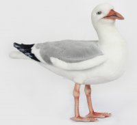 Herring Gull Bird by Hansa (30cm.L) 7259