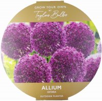 Taylors Grow-Your-Own Allium Ostara Outdoor Planter