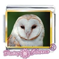 Owl Picture Italian Charm
