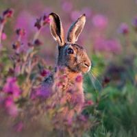 Greeting Birthday Card - Brown Hare - Wildlife Trusts