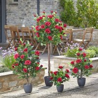 Smart Garden Garland 60cm Regent's Roses - Ruby Red