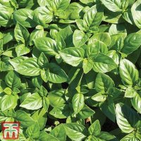 Thompson & Morgan Herb Basil British Outdoor