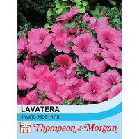 Thompson & Morgan Lavatera Twins Hot Pink