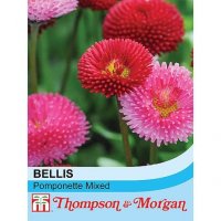 Thompson & Morgan Bellis Pomponette mixed