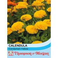 Thompson & Morgan Calendula Candyman Yellow