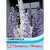 Thompson & Morgan Campanula pyramidalis (Mixed)