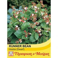 Thompson & Morgan Dwarf Runner Bean Hestia