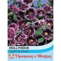 Thompson & morgan Hollyhock Crme de Cassis