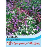 Lobelia erinus 'Cascade Mixed'