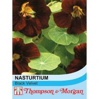 Thompson & Morgan Nasturtium Black Velvet