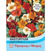 Thompson & Morgan Nasturtium Jewel of Africa