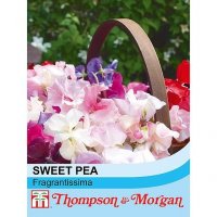 Thompson & Morgan sweet pea Fragrantissima