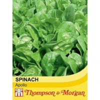 Thompson & Morgan Spinach Apollo