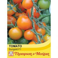Thompson & Morgan Tomato Sungold F1 Hybrid