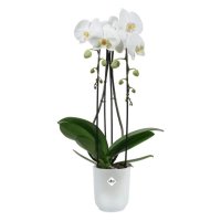 Elho Vibes Fold Orchid High 12.5cm Transparent Pot