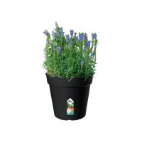 Elho Green Basics Growpot 21cm Living Black