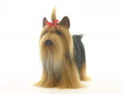 Soft Toy Dog, Yorkshire Terrier by Hansa (36cm L) 5909