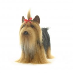 Soft Toy Dog, Yorkshire Terrier by Hansa (36cm L) 5909