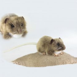 Soft Toy Brown Fat Rat by Hansa (12cm) 5577