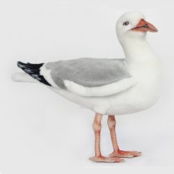 Herring Gull Bird by Hansa (30cm.L) 7259