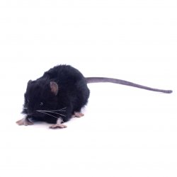 Soft Toy Rodent, Black Rat by Hansa (12cm) 5578