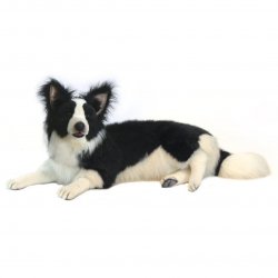 Soft Toy Dog, Border Collie by Hansa (85cm) 4564