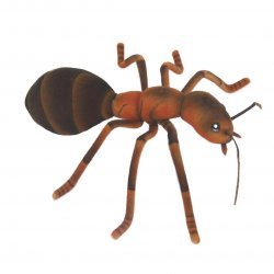 Soft Toy Ant by Hansa (25cm) 8076