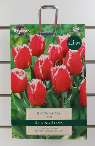 Taylors New Santa Tulips - 8 Bulbs