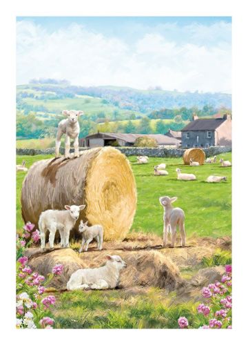 Birthday Card - Lambs in the Field - Country Cards