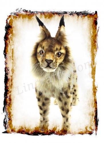 Greeting Card featuring a Hansa Soft Toy Lynx. Created by LDA. C22