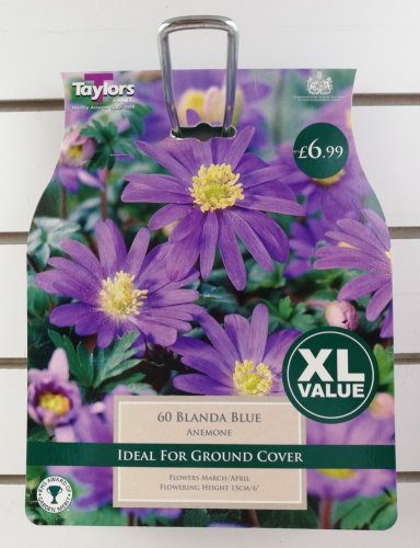 Taylors Blanda Blue Anemone - 60 Bulbs