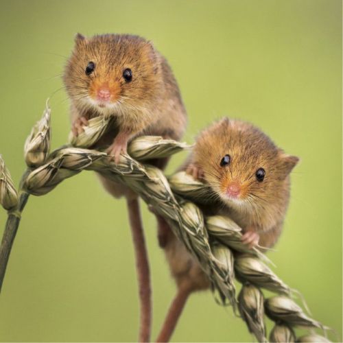 Greeting Birthday Card - Harvest Mice Mouse - Wildlife Trusts